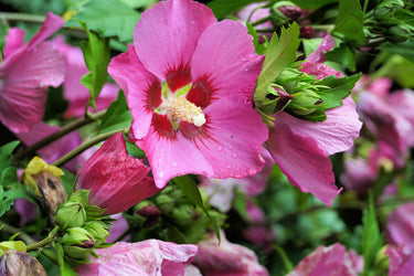 25 Dark Pink ROSE Of SHARON HIBISCUS Syriacus Flower Tree Bush Seeds